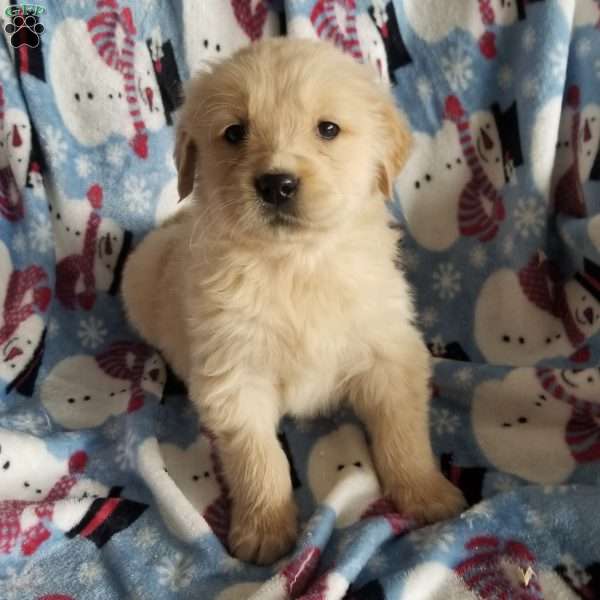 Rambo, English Cream Golden Retriever Puppy